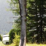 Skulptur aus Holz auf dem Wanderweg