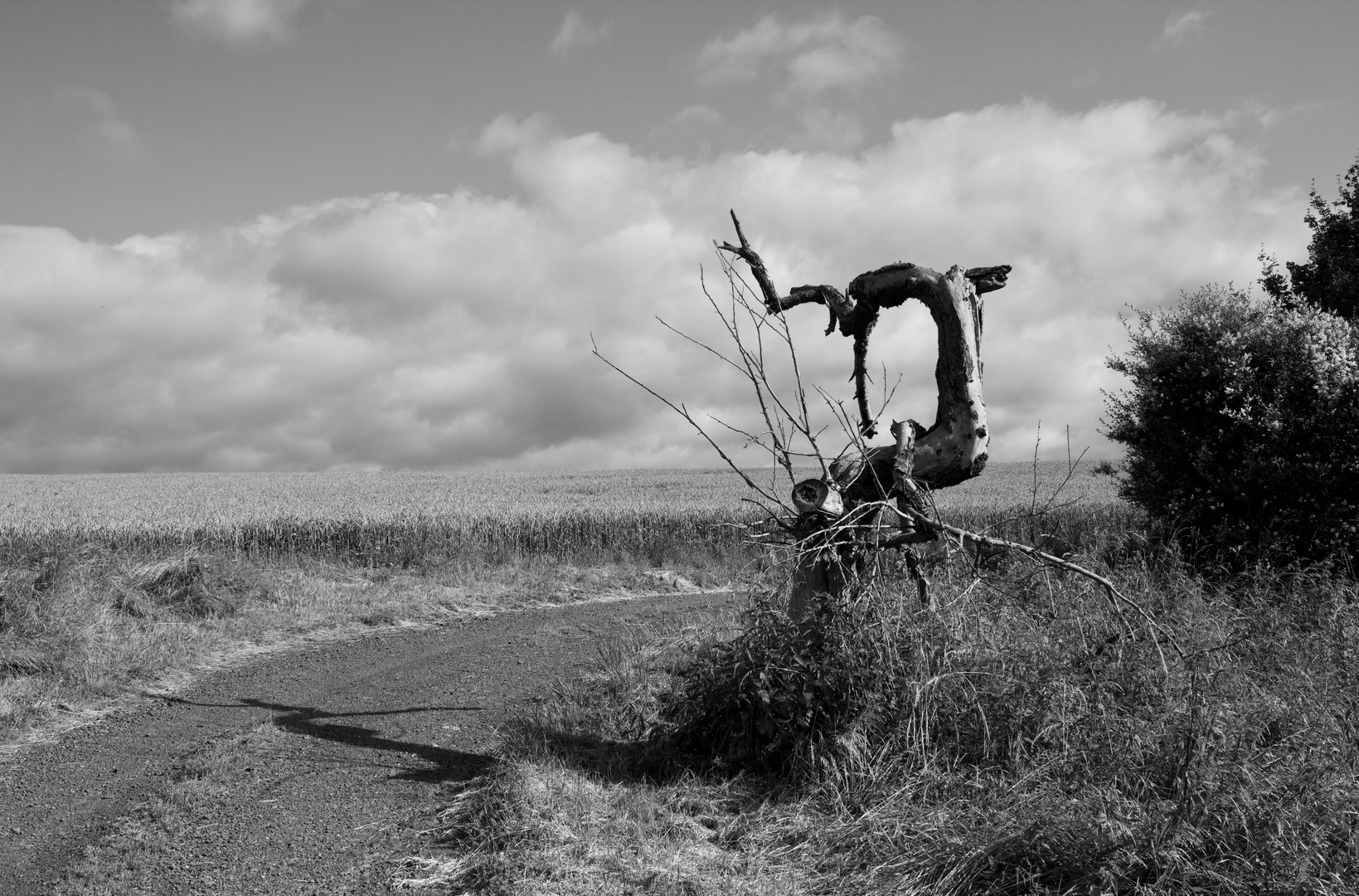 Skulptur der Natur