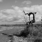 Skulptur der Natur