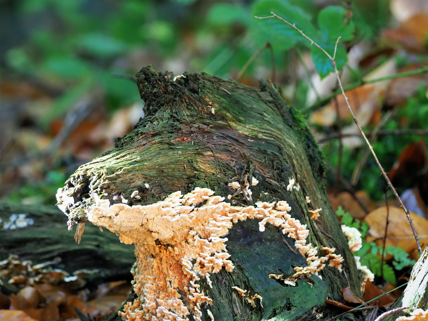 Skulptur der Natur