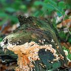 Skulptur der Natur