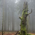 Skulptur im Wald