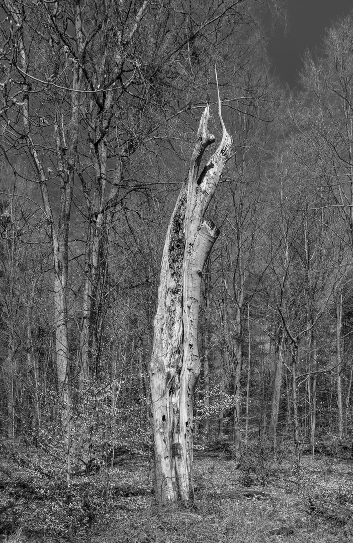 SKULPTUR IM WALD