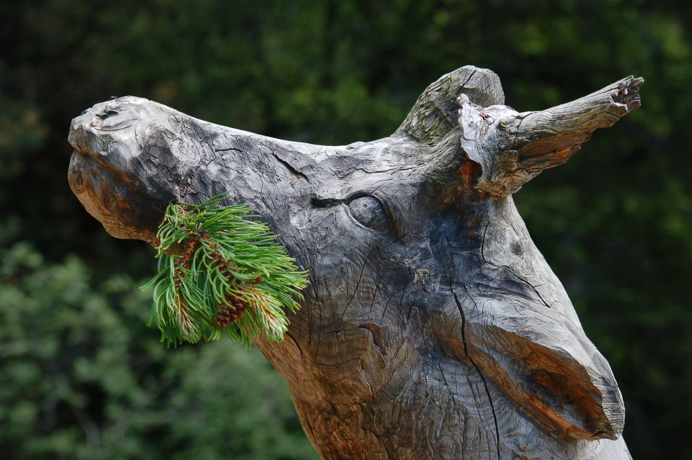 Skulpturen am Schlern/Rosengarten: König der Wälder