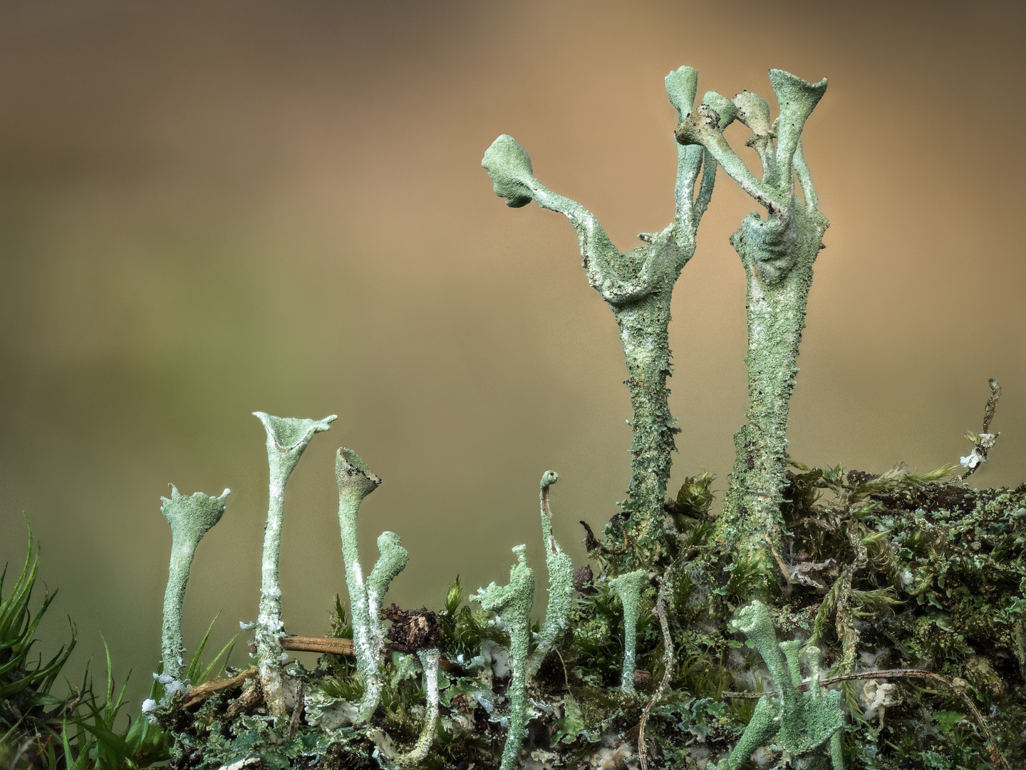 Skulpturen der Natur (2)