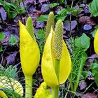 Skunk Cabbage