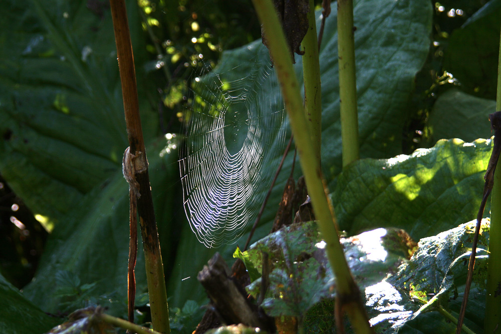 Skunk Cabbage Trail