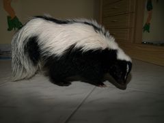 Skunk Maya