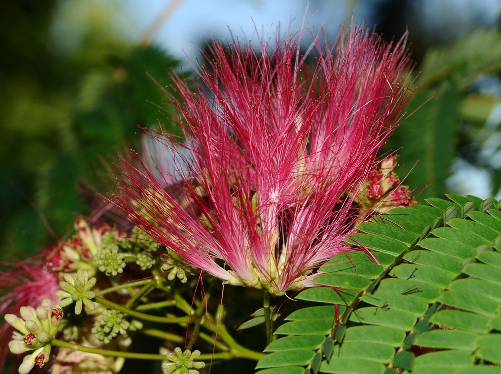 skurile Baum