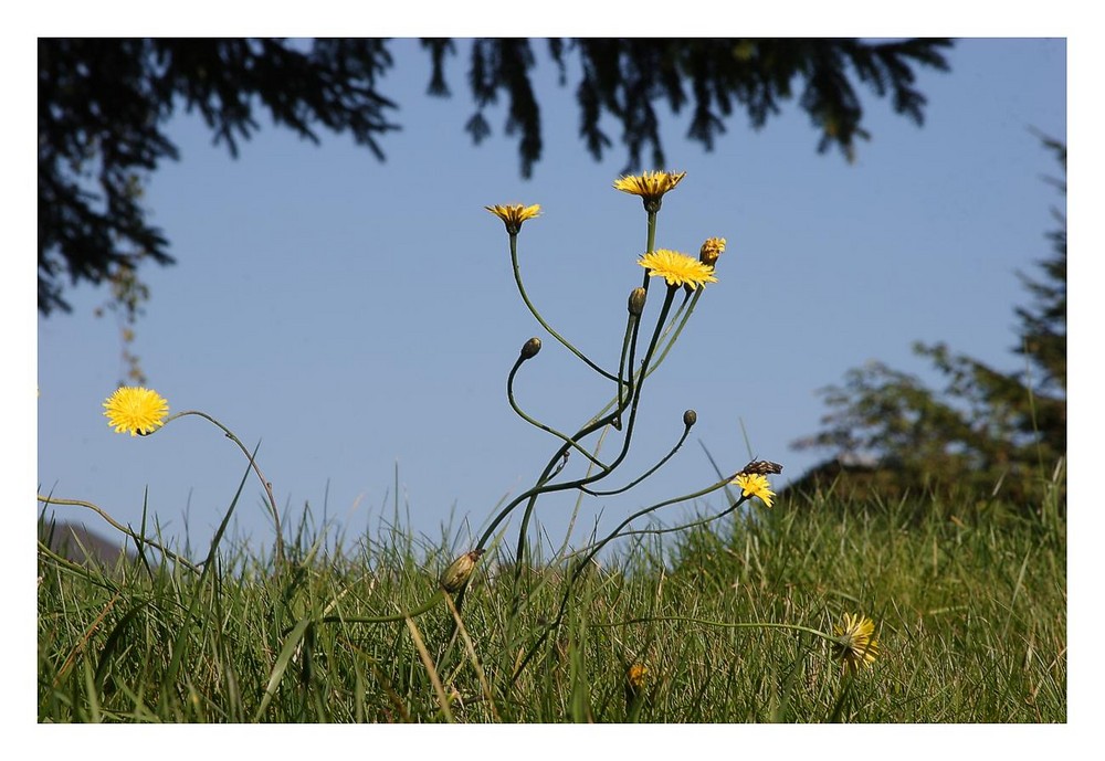 Skurile Wiesenblumen am Rennsteig