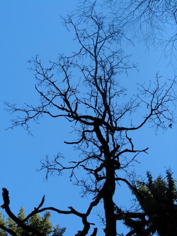 skuriler Baum nach Kyrill