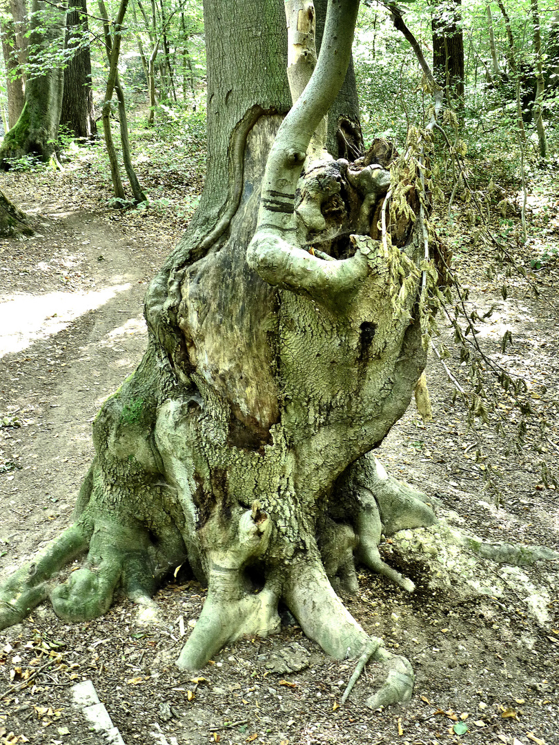 Skurriler Baum 