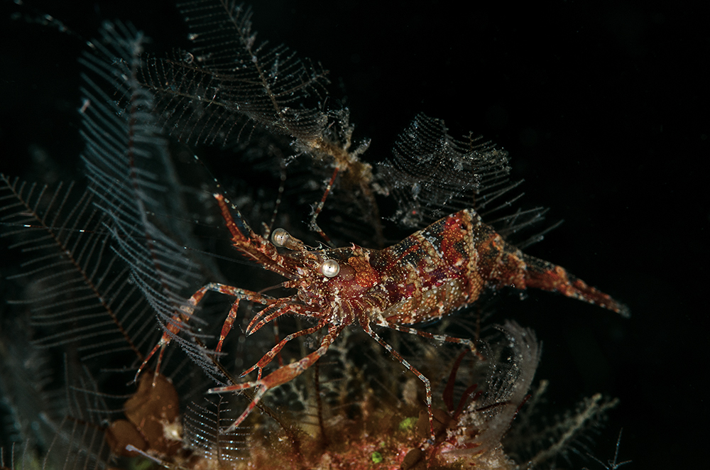 skurriler Bewohner von Lembeh