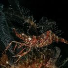 skurriler Bewohner von Lembeh