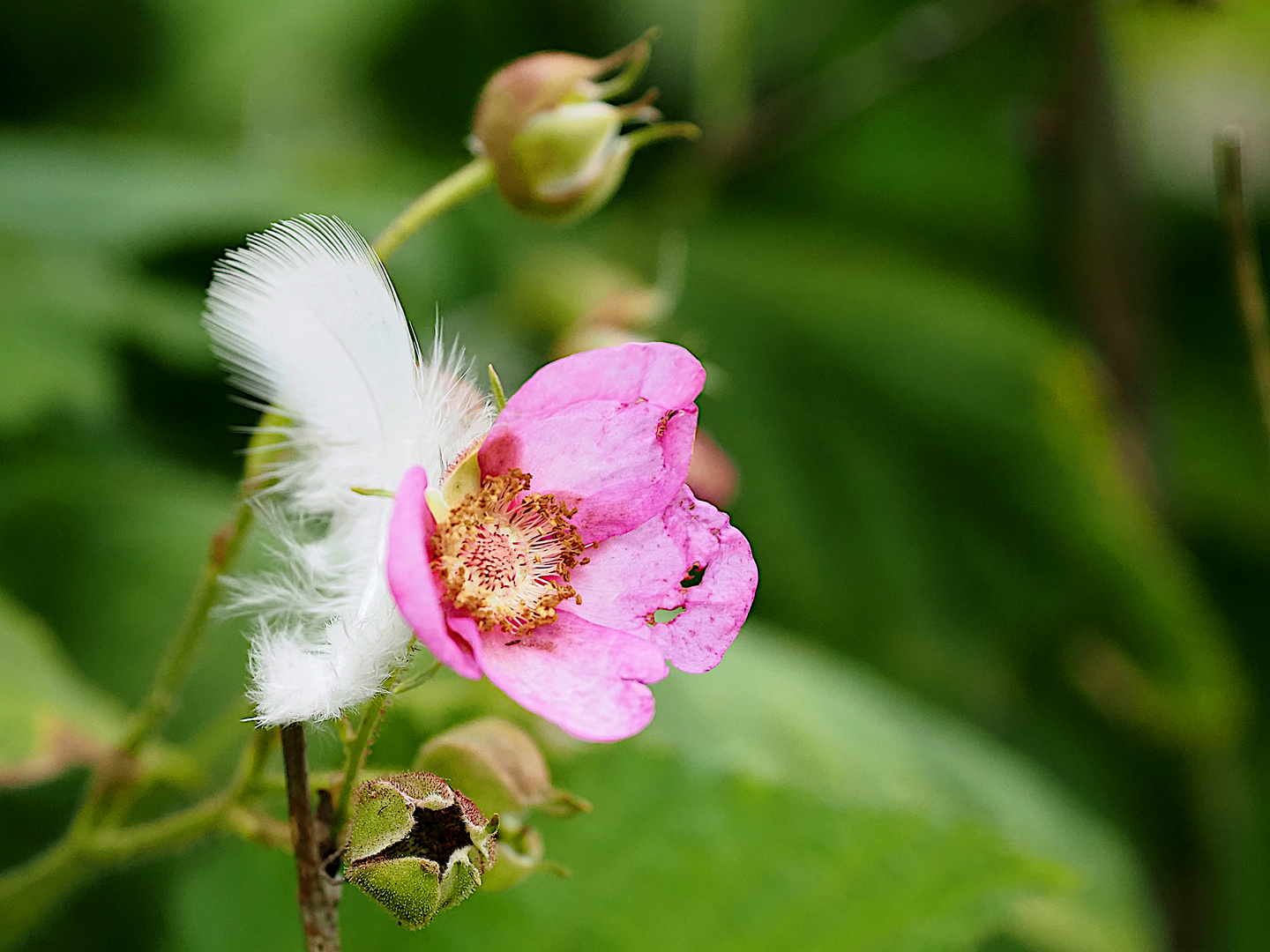 Skurriles arrangement der Natur