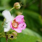 Skurriles arrangement der Natur