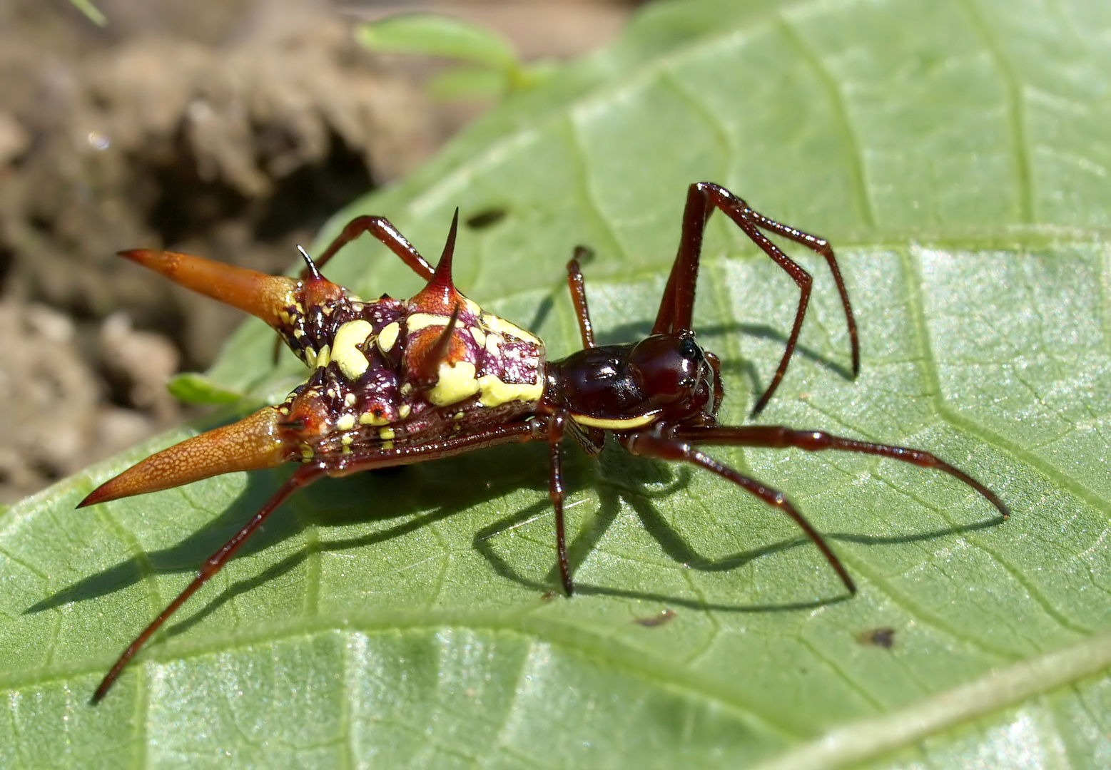 Skurriles aus dem Regenwald