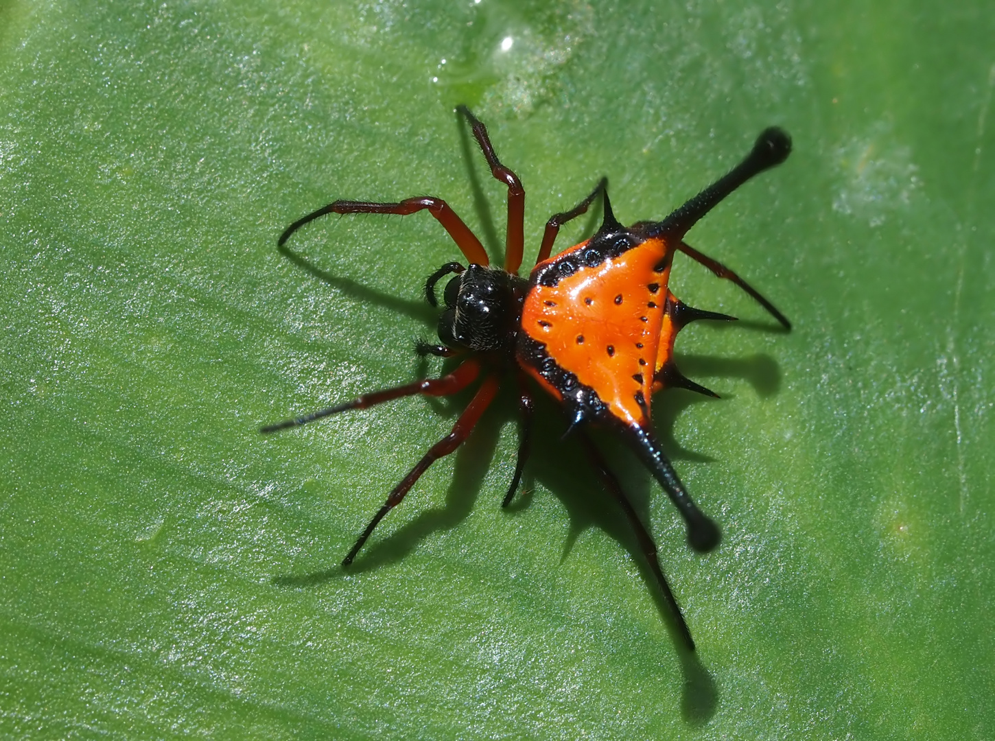 Skurriles aus dem Regenwald