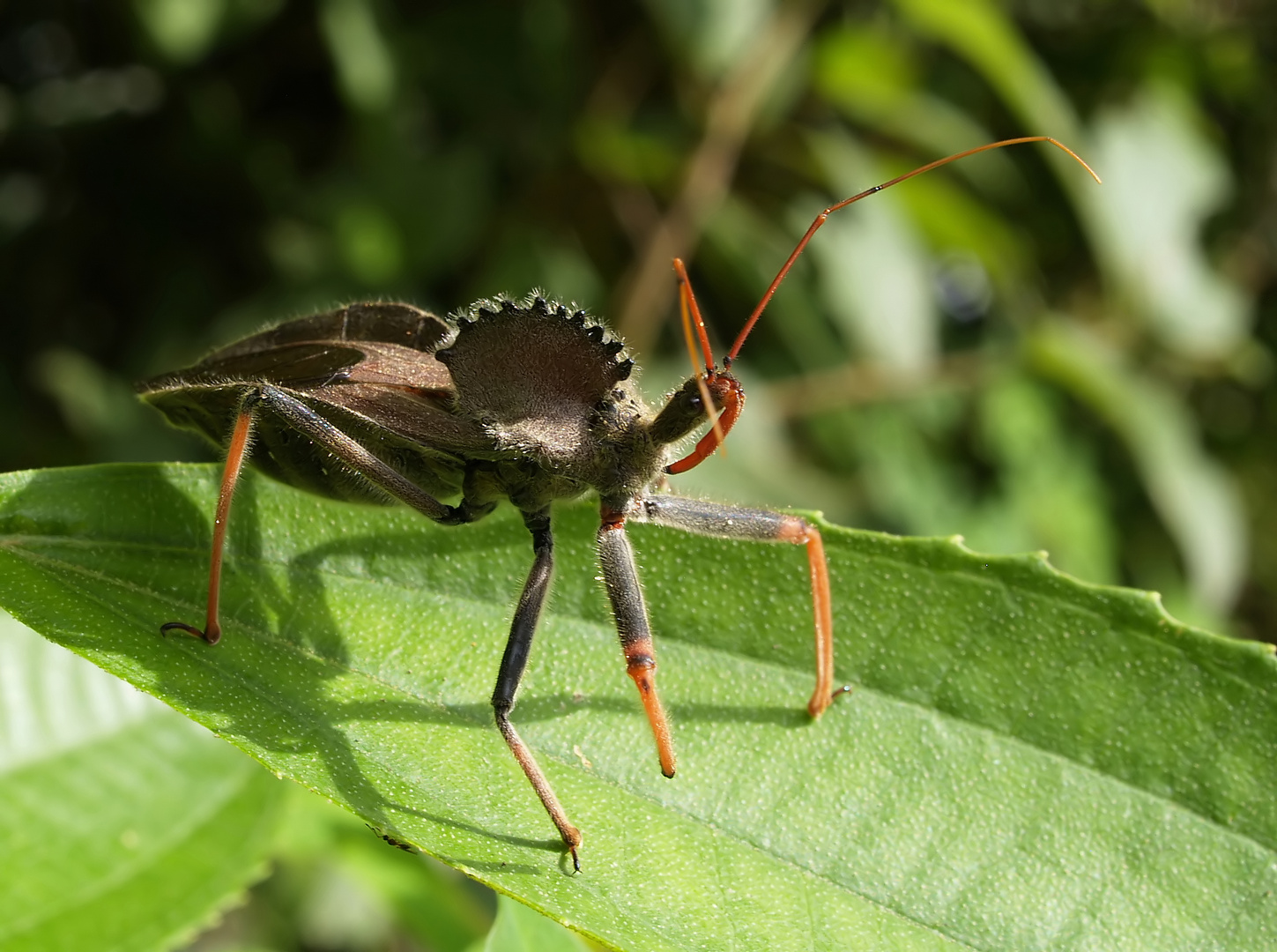 Skurriles aus dem Regenwald