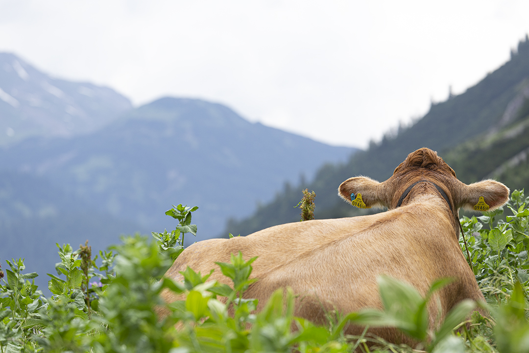 Skurriles I - Kuh mit Ausblick