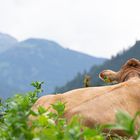 Skurriles I - Kuh mit Ausblick