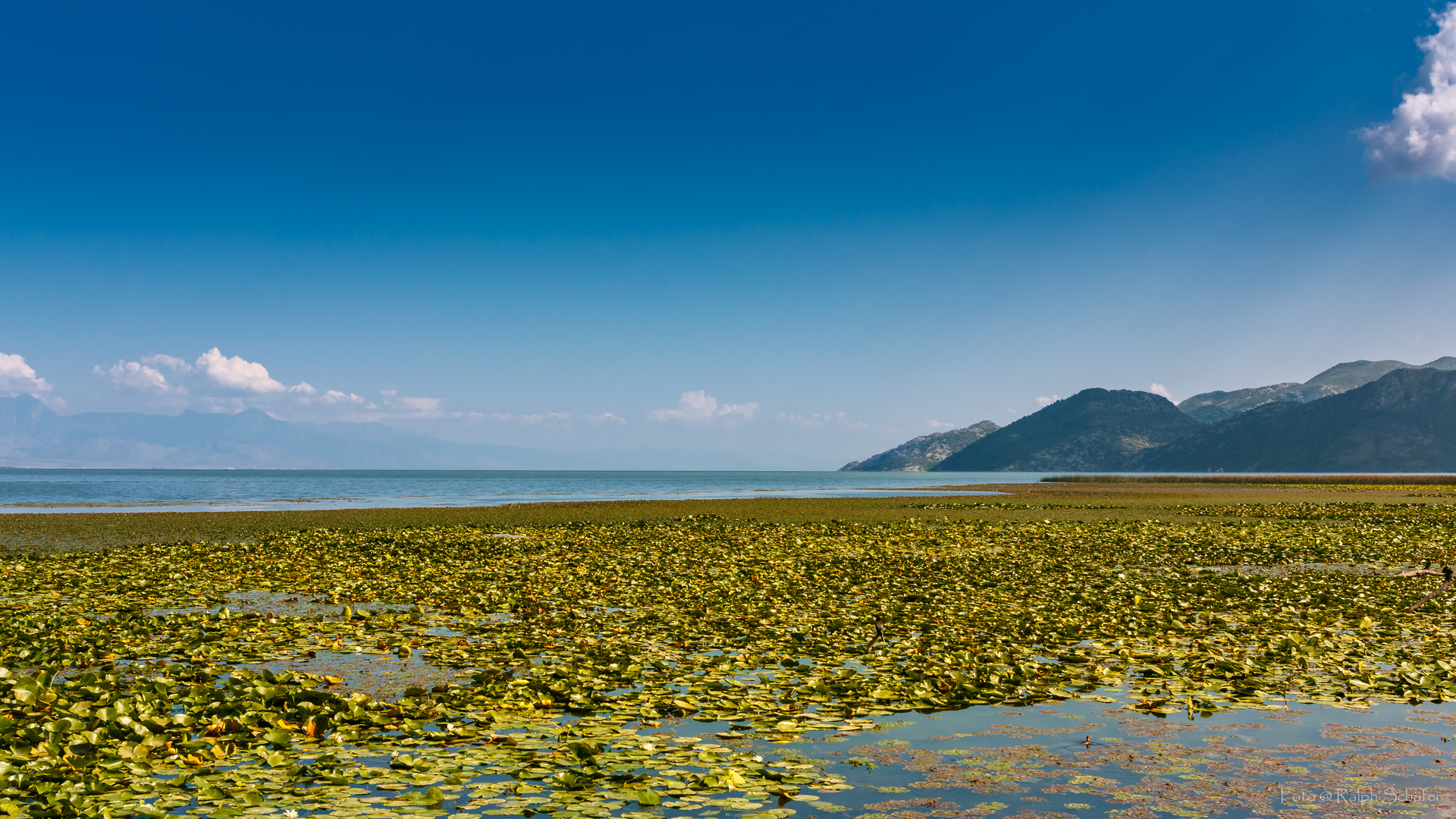 Skutarisee Foto & Bild europe, balkans, montenegro Bilder auf