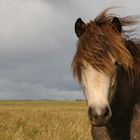 Skvisa - Pferd einer Freundin
