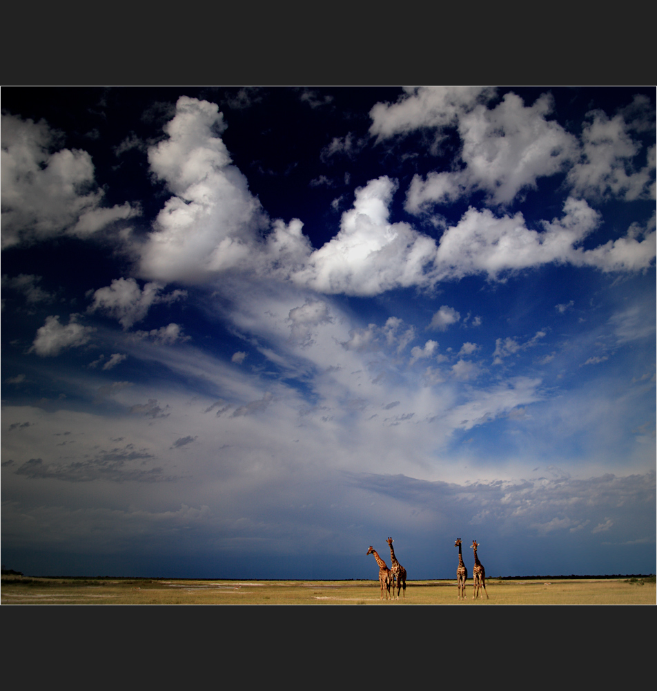 sky above giraffes