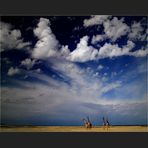 sky above giraffes