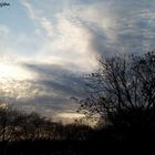 sky across the forest