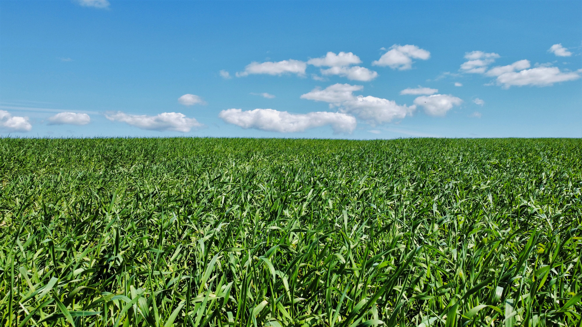 Sky and Field