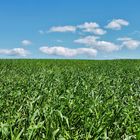 Sky and Field