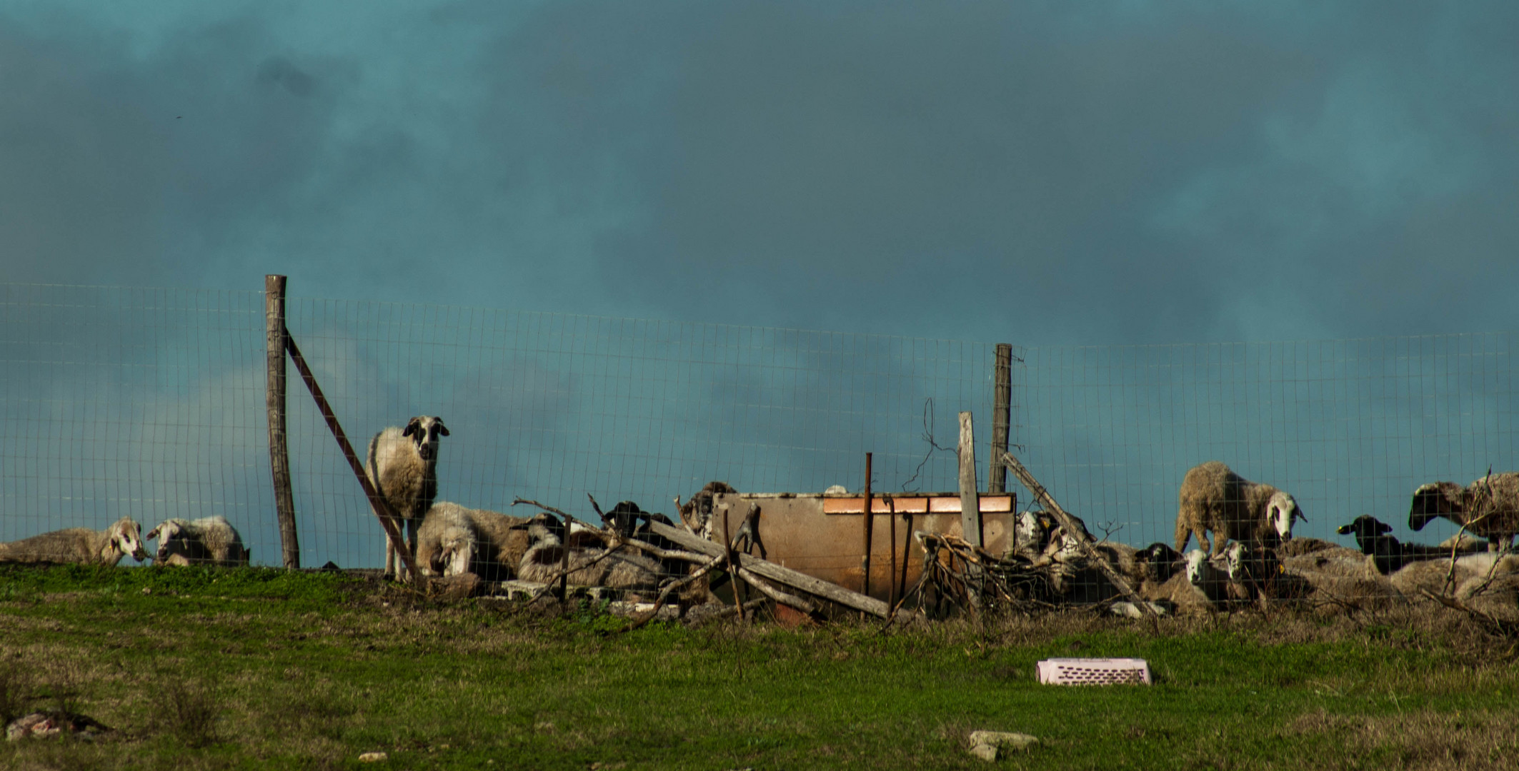 Sky and sheep