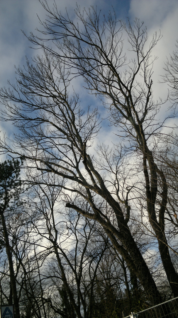 Sky and Trees