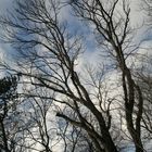 Sky and Trees