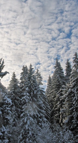 Sky and trees