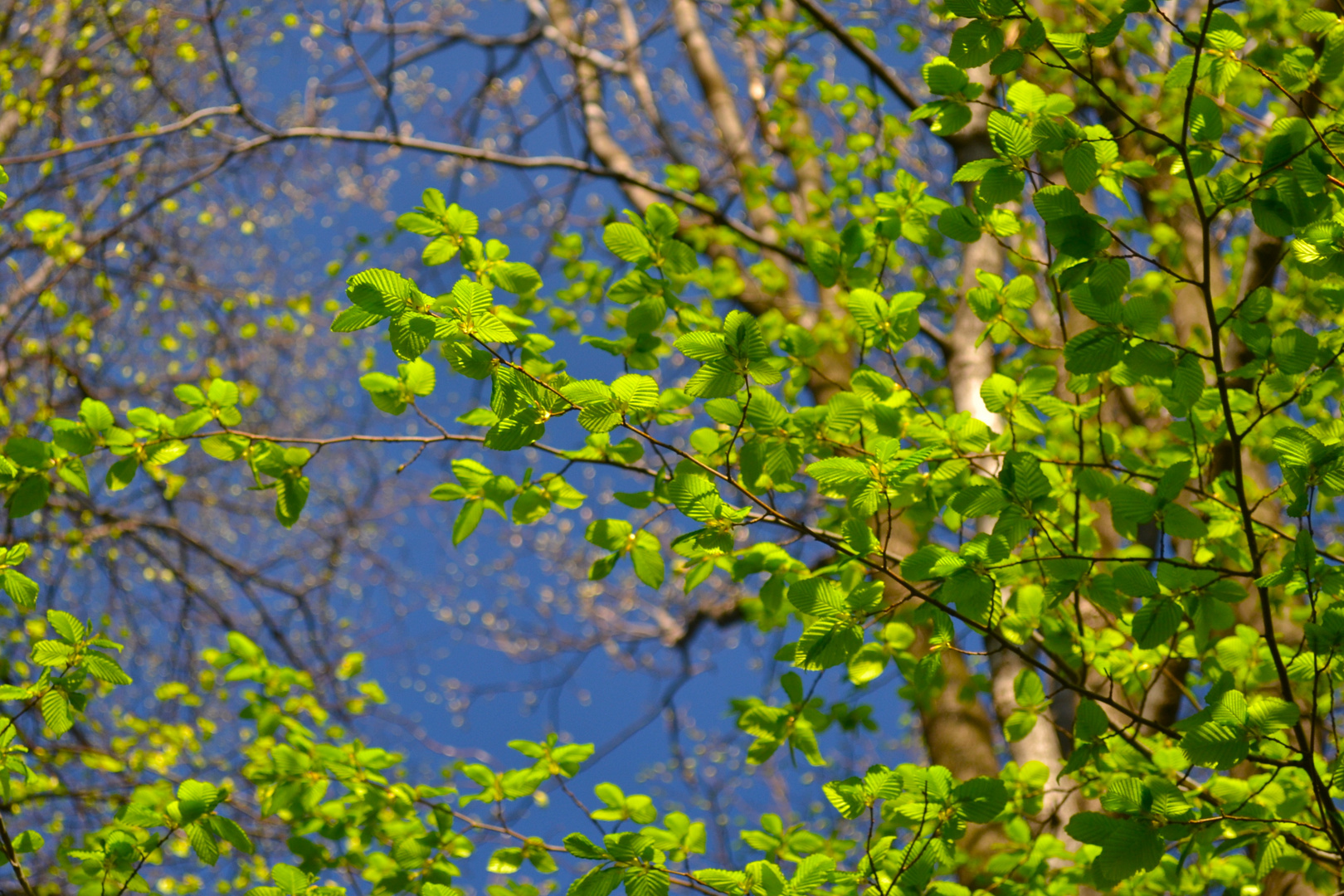 Sky blue triptych: Green