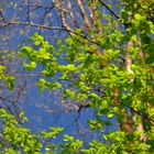 Sky blue triptych: Green