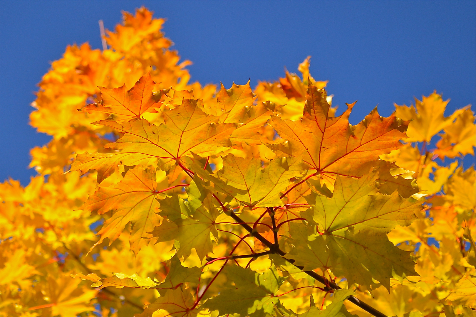 Sky blue triptych: Yellow