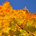 Sky blue triptych: Yellow