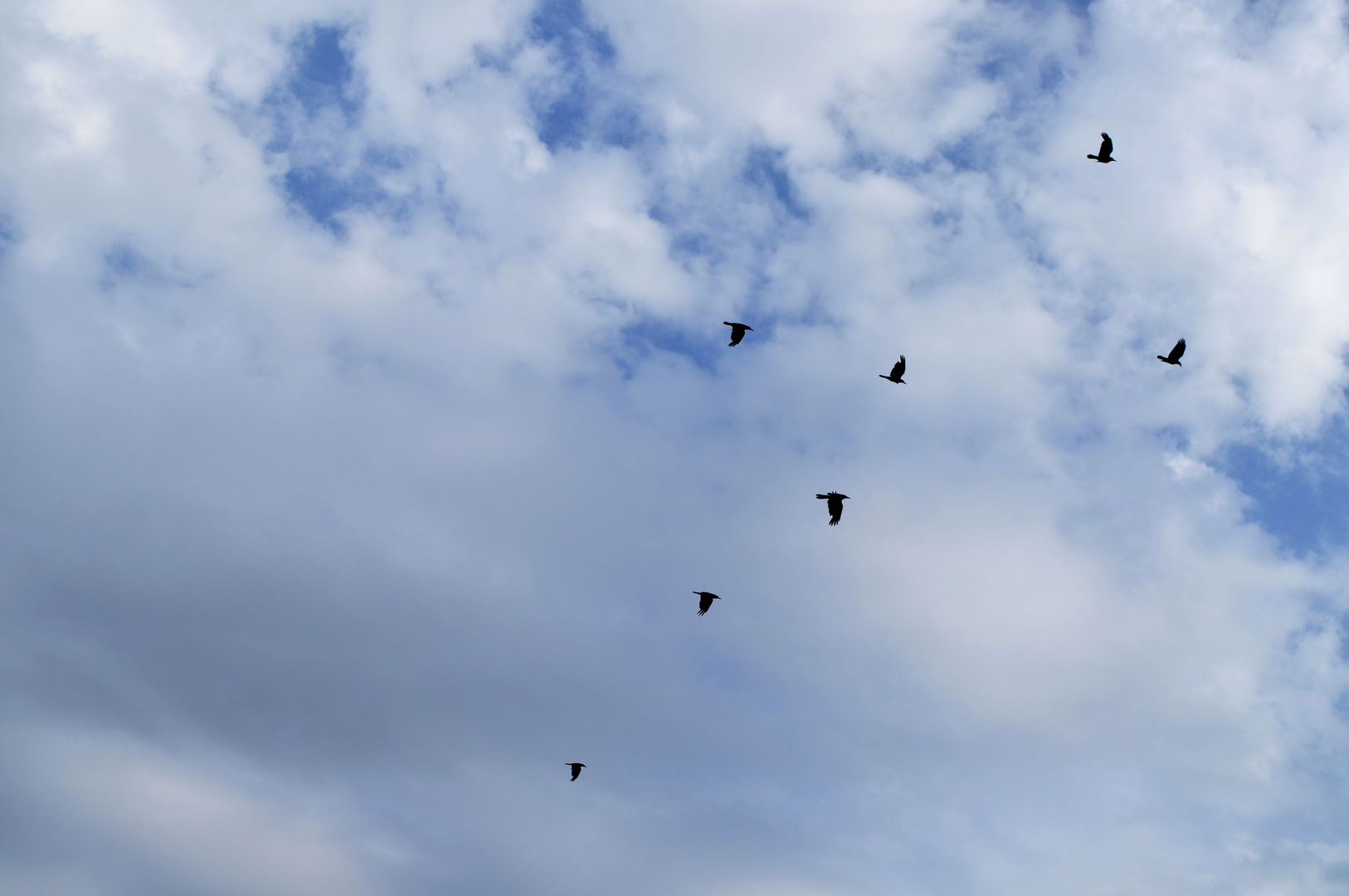 Sky cloud bird