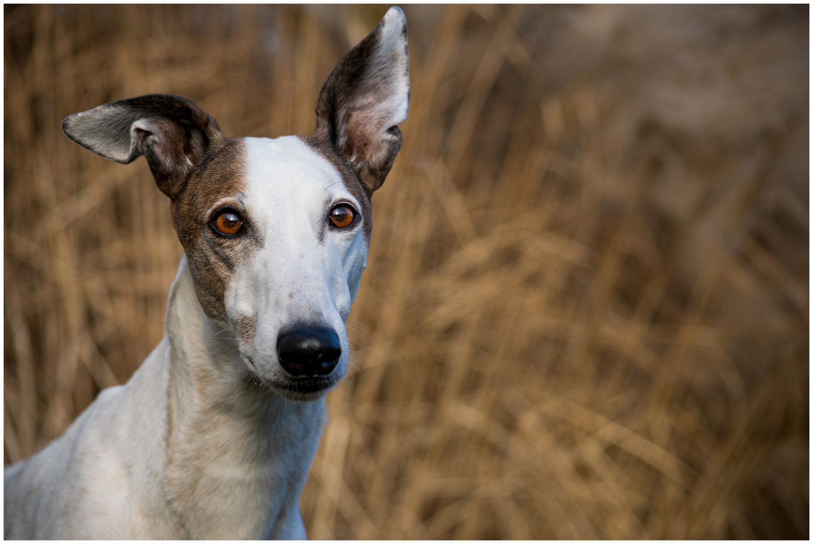 Sky die Ohren sind auf Empfang gestellt Foto &amp; Bild tiere