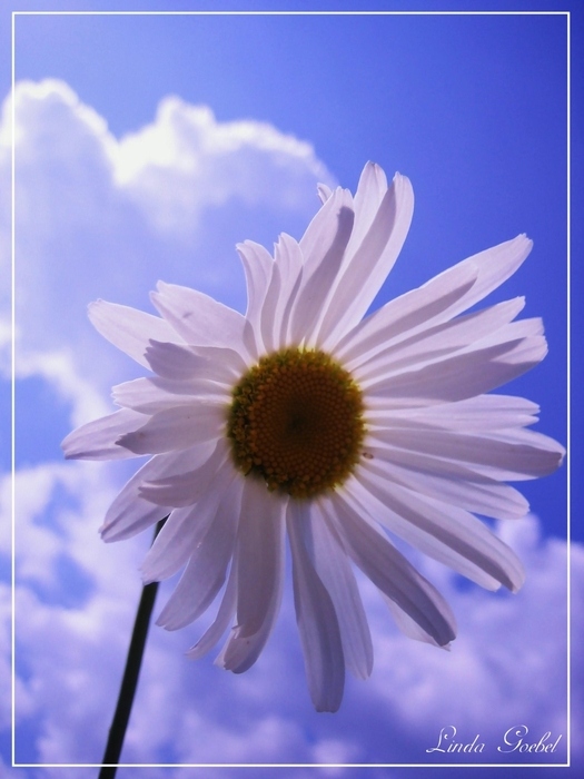 Sky -Flower