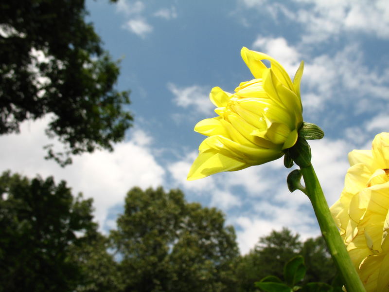 sky flower