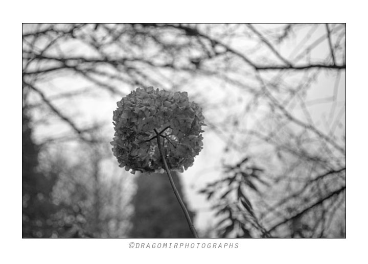 Sky Flowers 