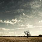 sky, grass, tree