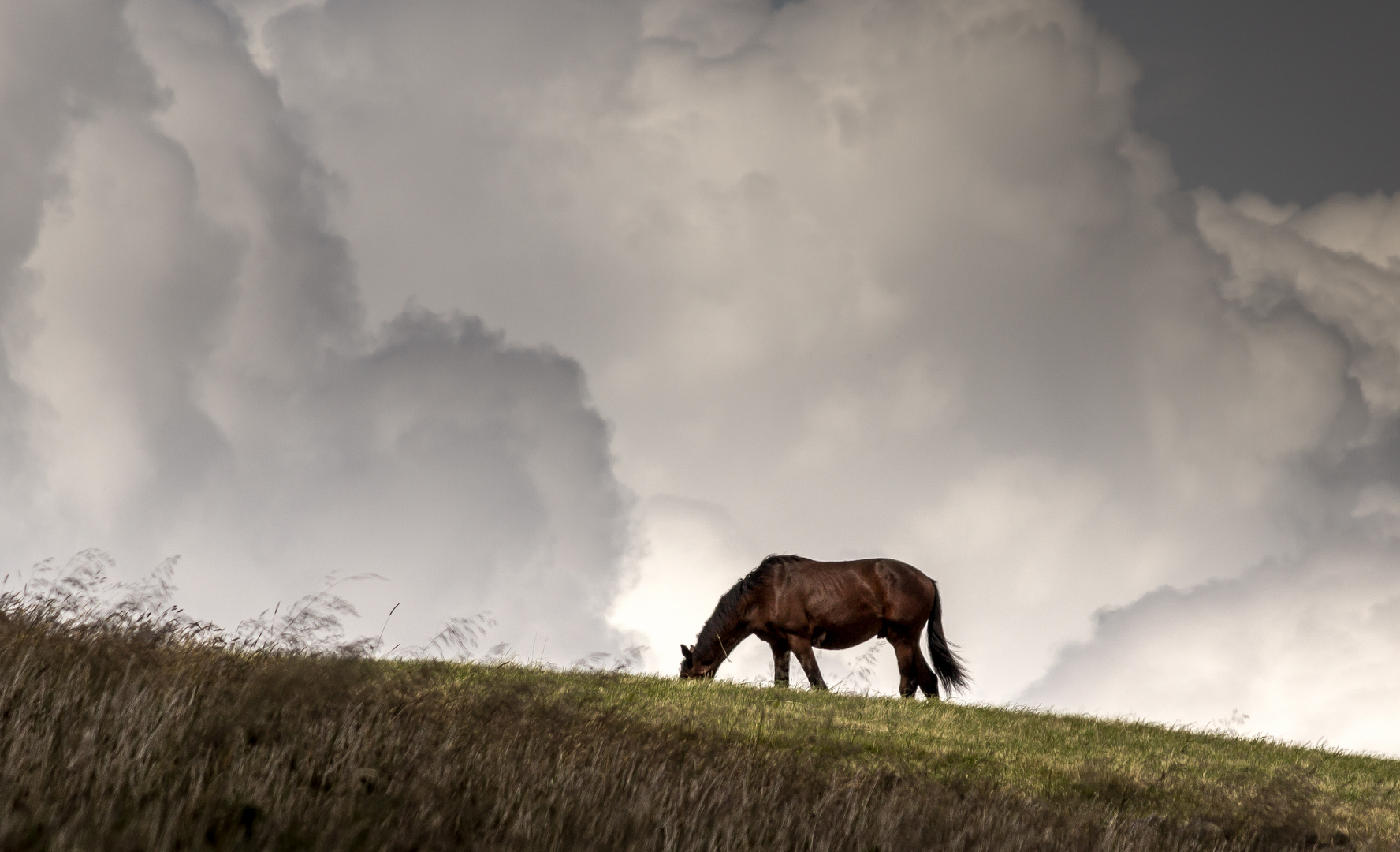 Sky-Horse