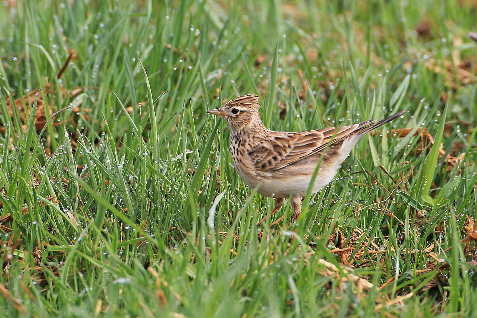 Sky Lark