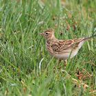 Sky Lark