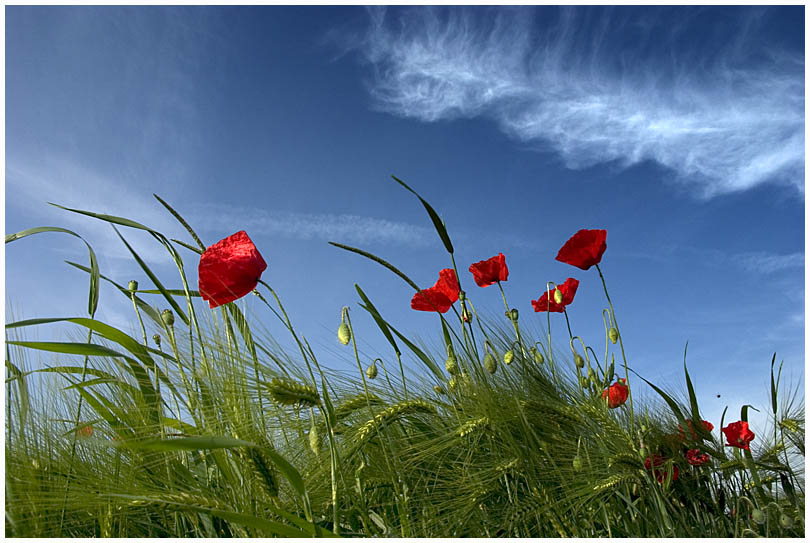 Sky-Mohn